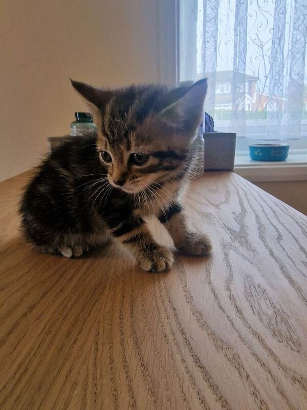 Tabby Shorthair Mixed Kittens - Image 2 of 5