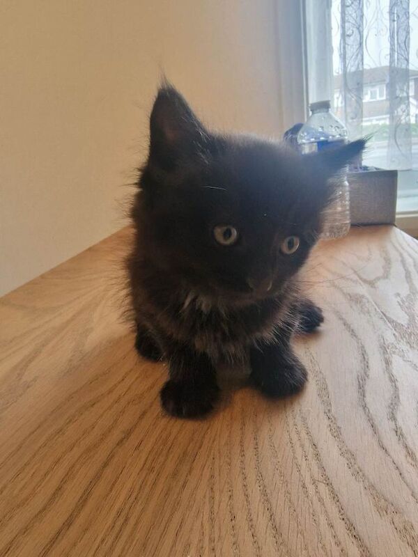 Tabby Shorthair Mixed Kittens - Image 3 of 5