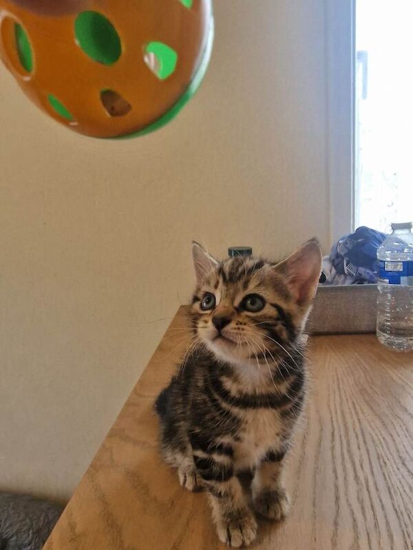 Tabby Shorthair Mixed Kittens - Image 4 of 5