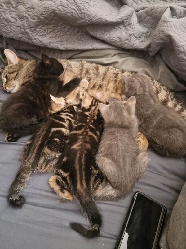 Tabby Shorthair Mixed Kittens - Image 5 of 5