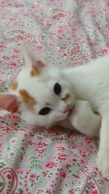 This handsome male kitten, with large hazel eyes is for sale in Selhurst, West Croydon