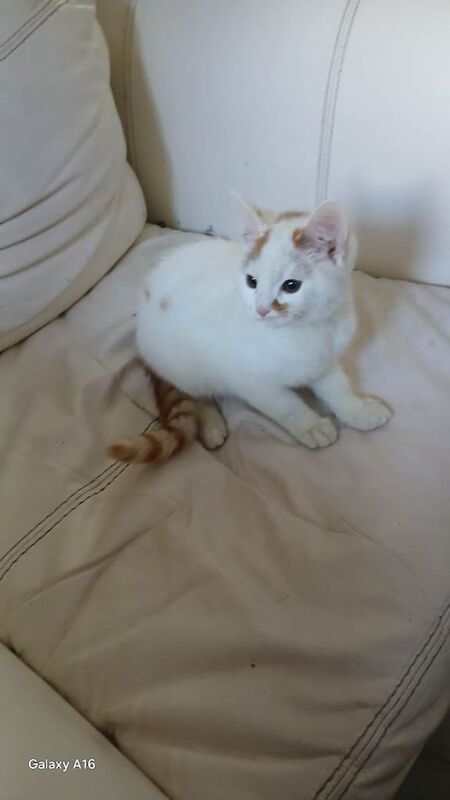 This handsome male kitten, with large hazel eyes is for sale in Selhurst, West Croydon - Image 2 of 3
