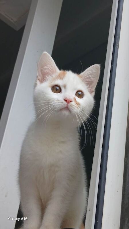 This handsome male kitten, with large hazel eyes is for sale in Selhurst, West Croydon - Image 3 of 3