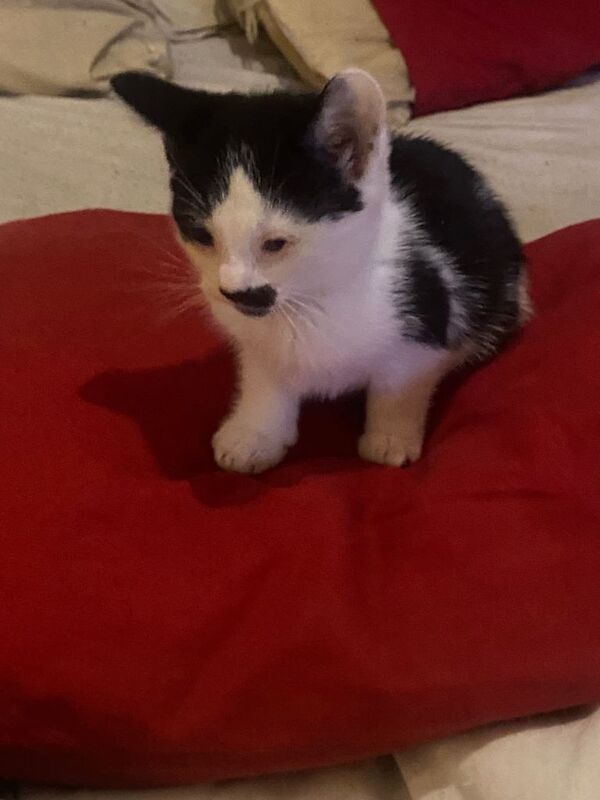 British Shorthair kittens for sale in Tower Hamlets, Kent – 11 weeks old