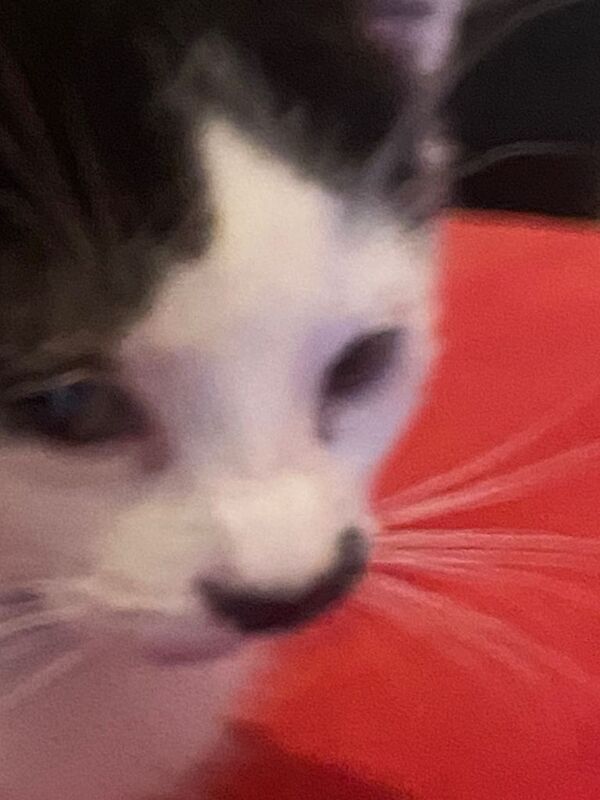 British Shorthair kittens for sale in Tower Hamlets, Kent – 11 weeks old - Image 2 of 3