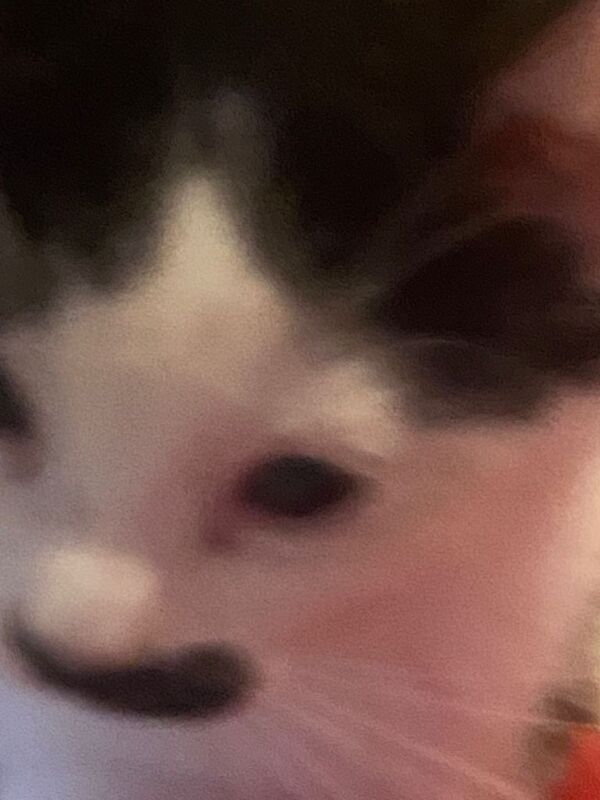 British Shorthair kittens for sale in Tower Hamlets, Kent – 11 weeks old - Image 3 of 3