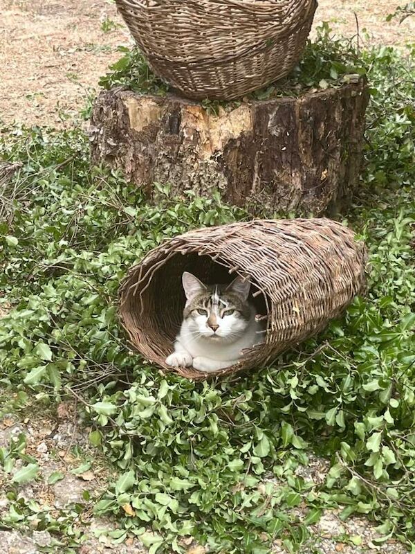 British Shorthair Kittens For Sale