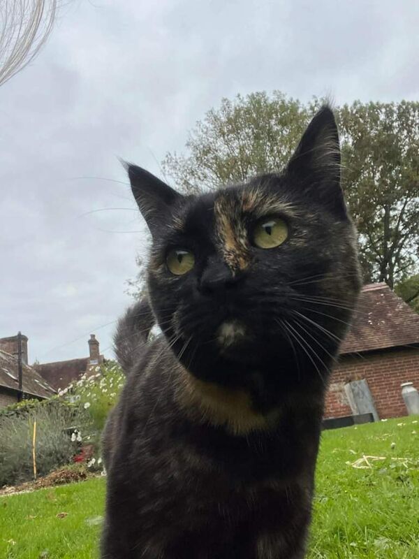 British Shorthair kittens for sale in Wimborne Minster, Dorset – 7 years old - Image 2 of 3