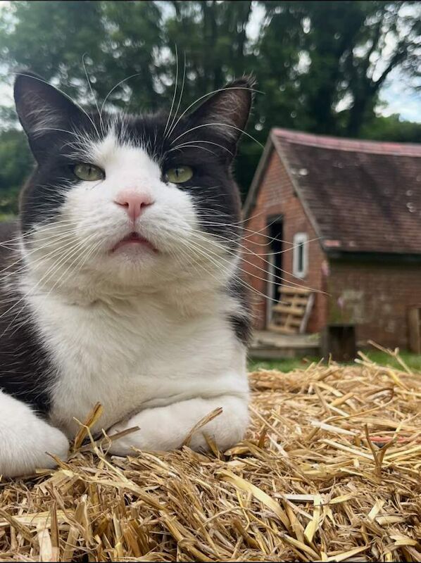 British Shorthair kittens for sale in Wimborne Minster, Dorset – 7 years old - Image 3 of 3
