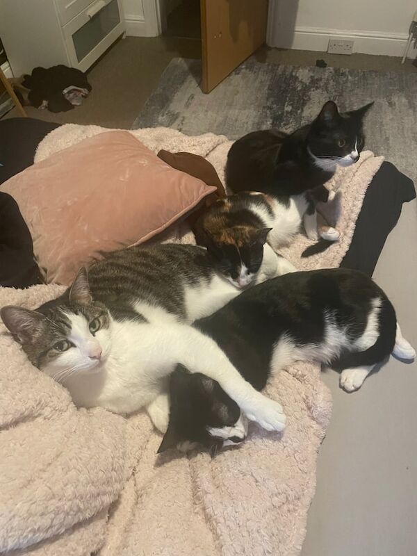 Three very cute little kittens for sale in Failsworth, Greater Manchester