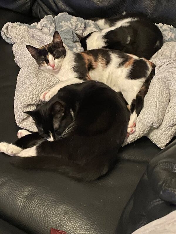 Three very cute little kittens for sale in Failsworth, Greater Manchester | Image 2