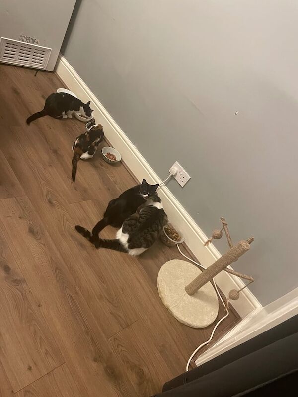 Three very cute little kittens for sale in Failsworth, Greater Manchester | Image 3