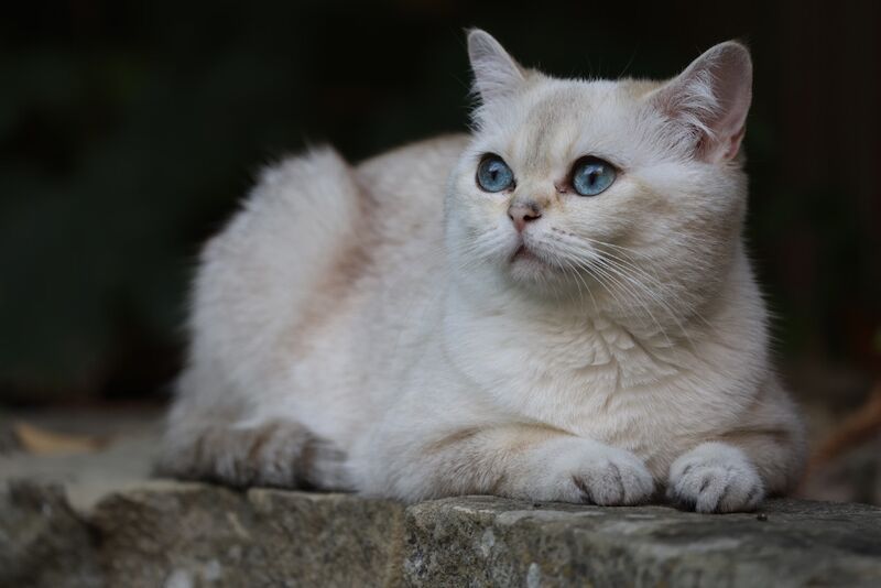 British Shorthair kittens for sale in Bedfordshire – 6 months old - Image 11 of 11