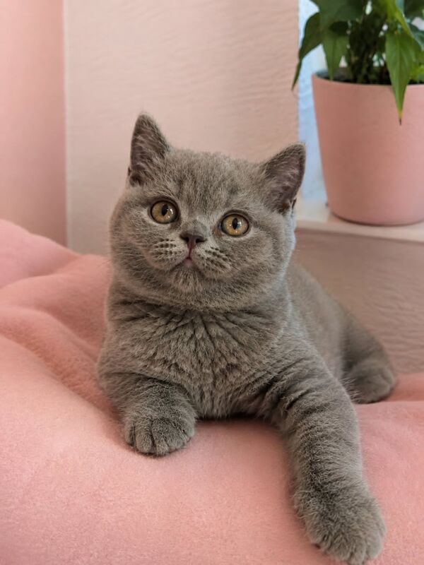 TICA Registered British Shorthair Kittens For Sale
