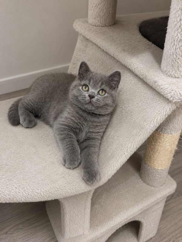 TICA Registered British Shorthair for Sale - Image 2 of 15