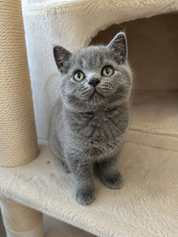 TICA Registered British Shorthair for Sale - Image 5 of 15