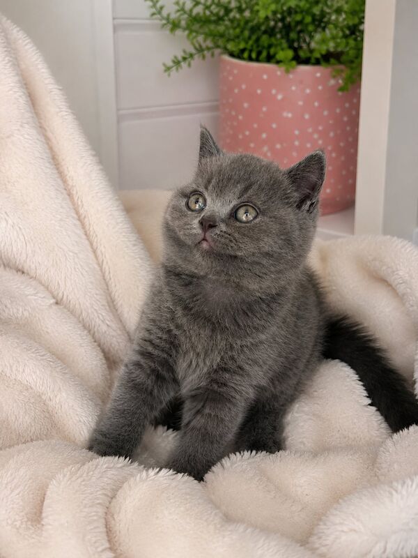 TICA Registered British Shorthair for Sale - Image 6 of 15