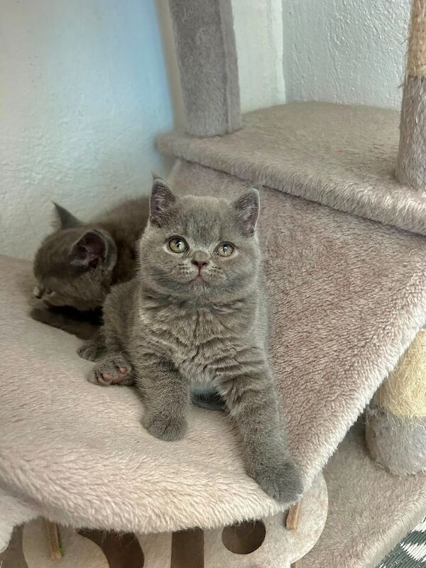 TICA Registered British Shorthair for Sale - Image 7 of 15
