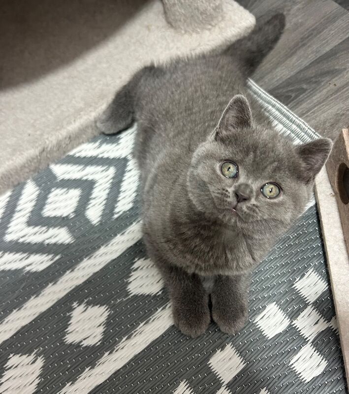 TICA Registered British Shorthair for Sale - Image 8 of 15