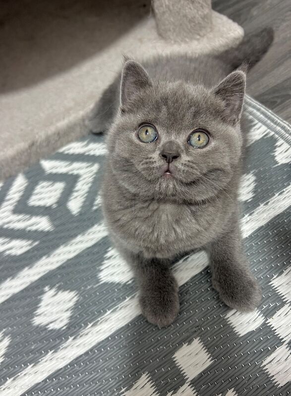 TICA Registered British Shorthair for Sale - Image 9 of 15