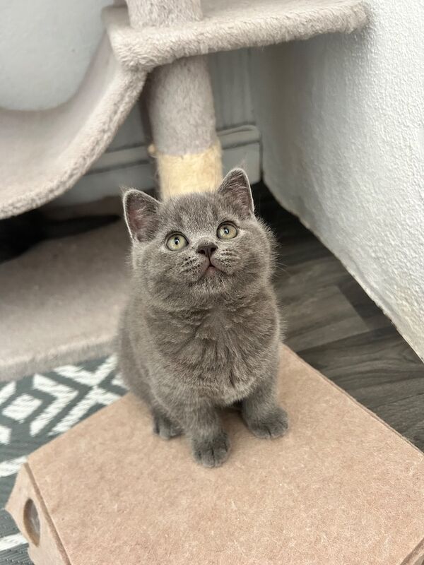 TICA Registered British Shorthair for Sale - Image 10 of 15