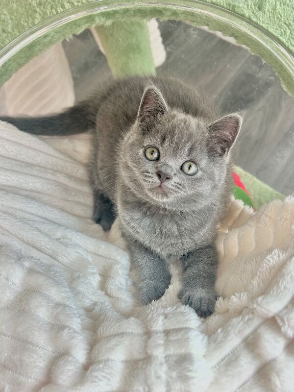 TICA Registered British Shorthair for Sale - Image 11 of 15