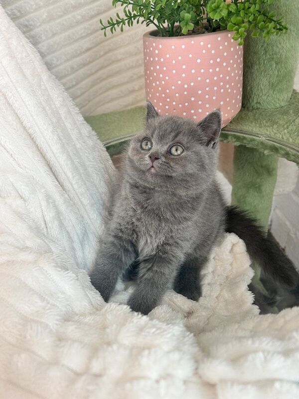 TICA Registered British Shorthair for Sale - Image 12 of 15