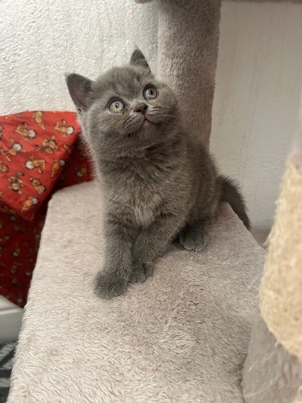 TICA Registered British Shorthair for Sale - Image 13 of 15