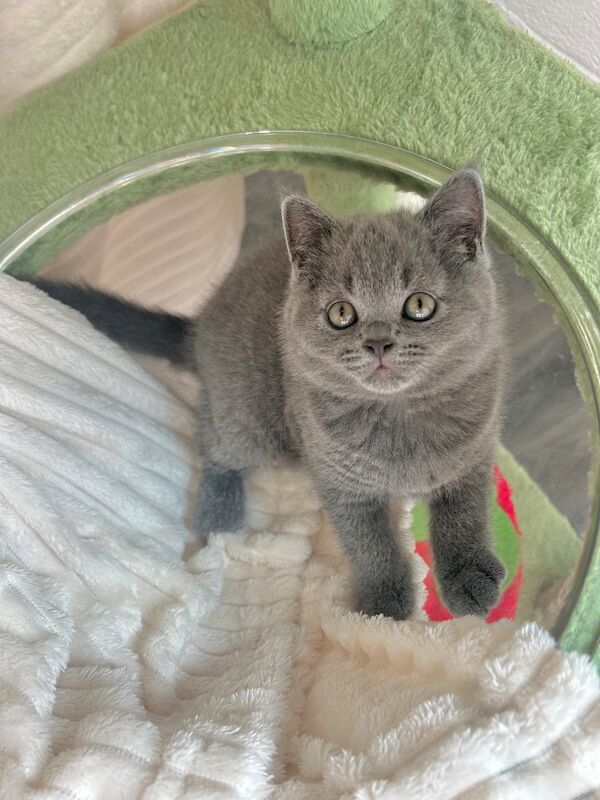 TICA Registered British Shorthair for Sale - Image 14 of 15
