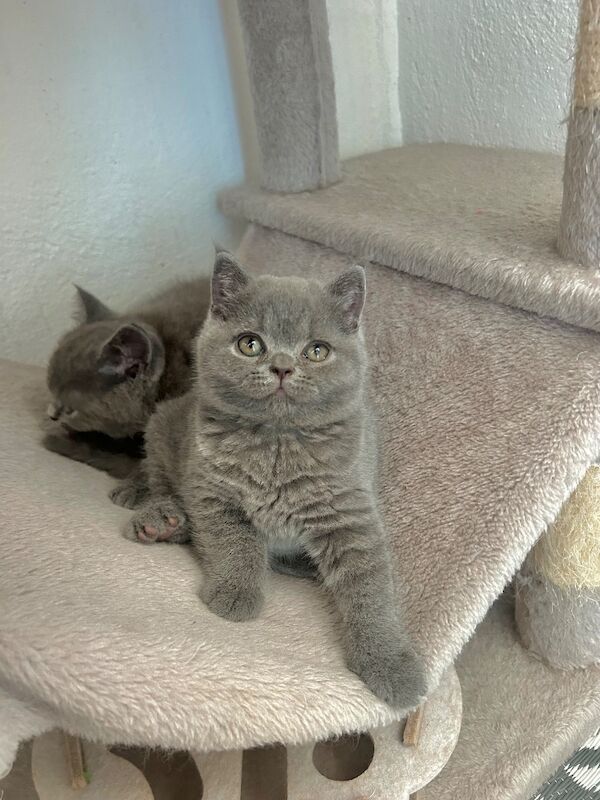 TICA Registered British Shorthair for Sale - Image 15 of 15