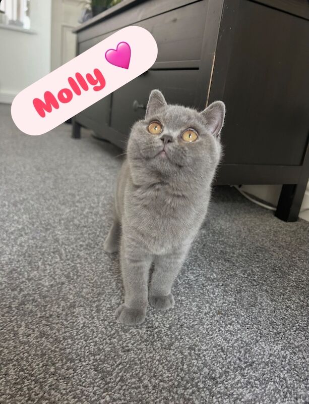 TICA Registered British Shorthair Kittens For Sale