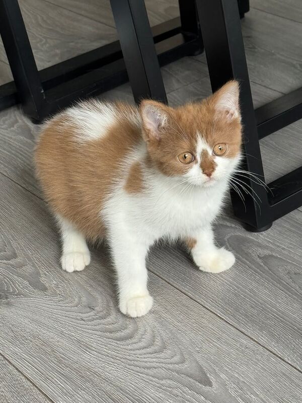 British Shorthair kittens for sale in Wirral, Merseyside – 3 months old