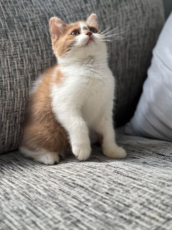 British Shorthair kittens for sale in Wirral, Merseyside – 3 months old - Image 3 of 3