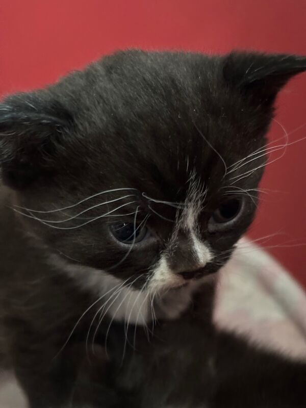 TICA Registered Kittens for sale in Doddington, Cambridgeshire