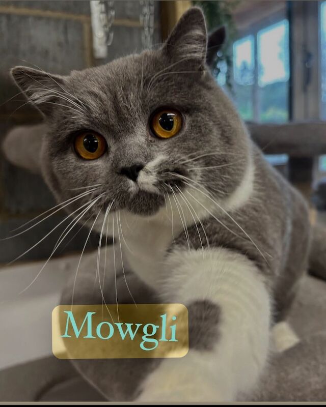 British Shorthair kittens for sale in Doddington, Cambridgeshire – 9 weeks old