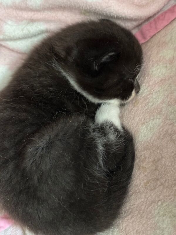 TICA Registered Kittens for sale in Doddington, Cambridgeshire | Image 3
