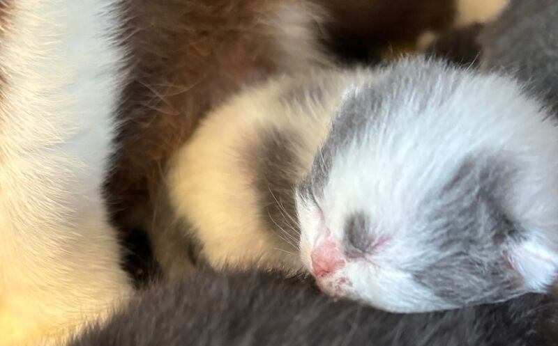 TICA Registered Kittens for sale in Doddington, Cambridgeshire | Image 4