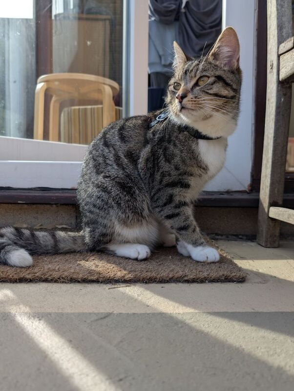Tiger the Tabby for sale in Kirkburton, West Yorkshire