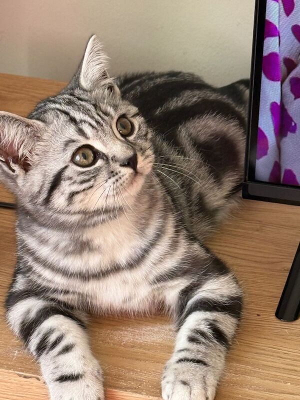 British Shorthair kittens for sale in Driffield, East Riding of Yorkshire – 3 months old