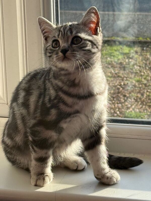 British Shorthair kittens for sale in Driffield, East Riding of Yorkshire – 3 months old - Image 2 of 3