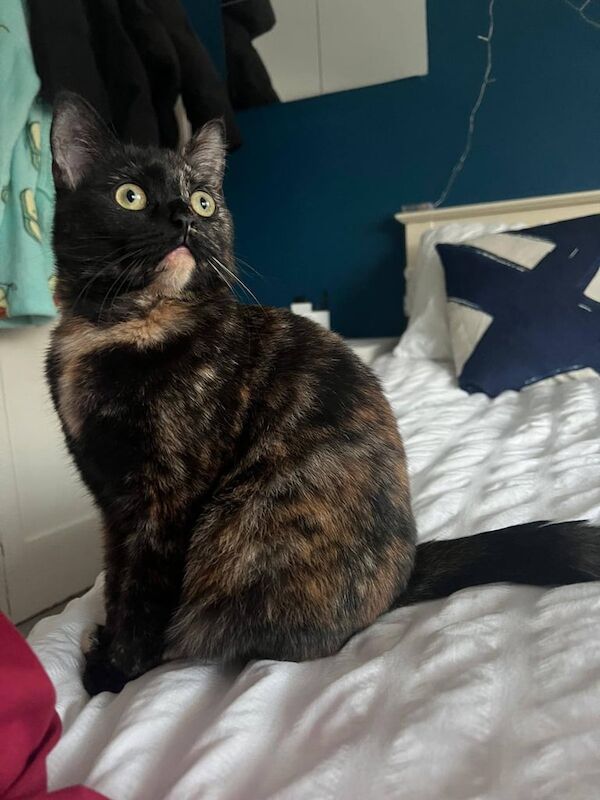 British Shorthair kittens for sale in Acton, Greater London – 1 year old - Image 3 of 3