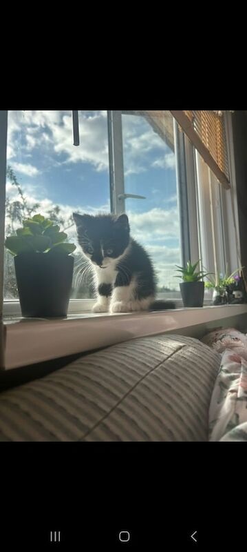 British Shorthair kittens for sale in Bangor, County Down – 8 weeks old