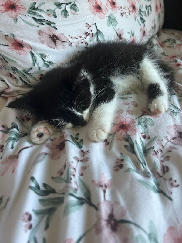 British Shorthair kittens for sale in Bangor, County Down – 8 weeks old - Image 2 of 3