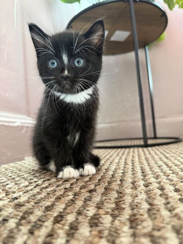 tuxedo kitten is 7 weeks old and is looking for a loving, responsible forever home - Image 2 of 4