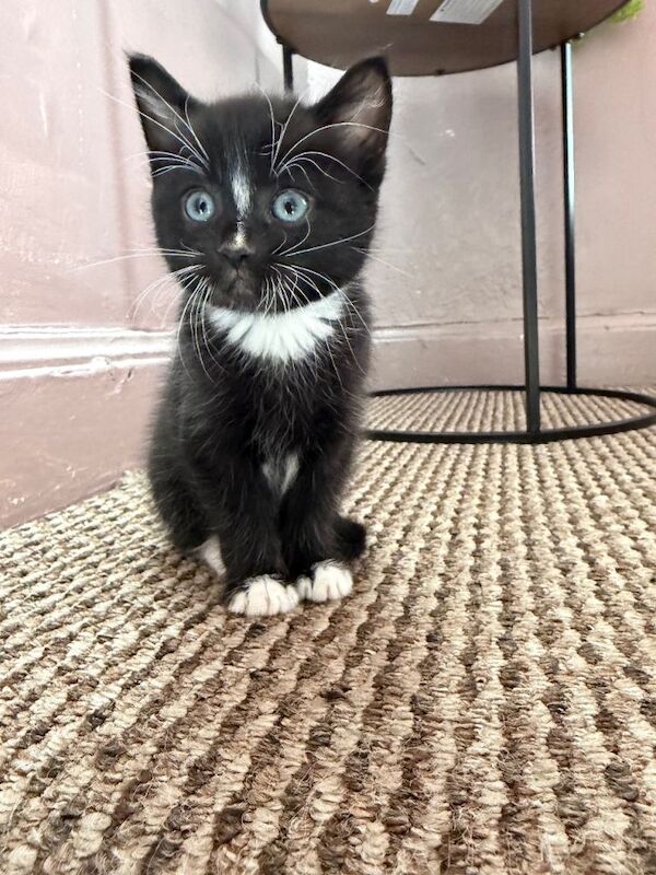 tuxedo kitten is 7 weeks old and is looking for a loving, responsible forever home - Image 3 of 4