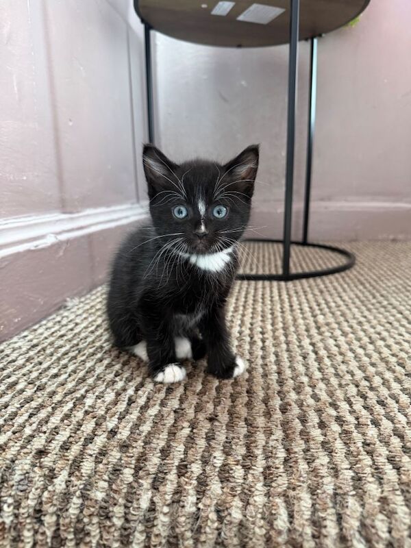 tuxedo kitten is 7 weeks old and is looking for a loving, responsible forever home - Image 4 of 4