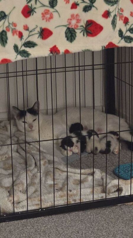Tuxedo kittens (3 male ~ 1 female) - Image 2 of 3