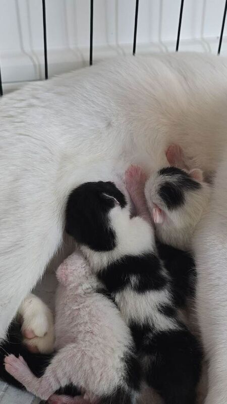 Tuxedo kittens (3 male ~ 1 female) - Image 3 of 3