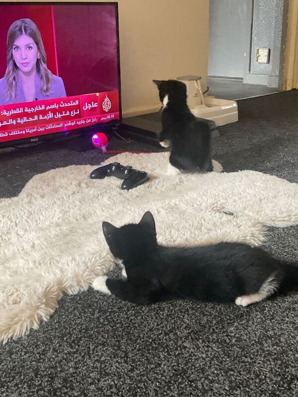 Tuxedo kittens + full black runt READY NOW