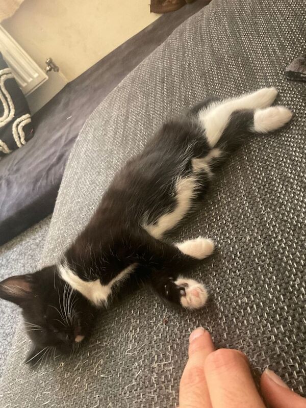 Tuxedo kittens + full black runt READY NOW - Image 2 of 6